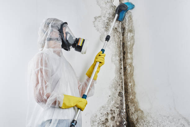 Best Best Mold Removal Companies  in Barnesville, GA