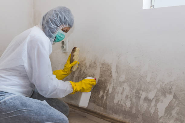 Best Attic Mold Removal  in Barnesville, GA