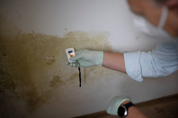 Professional Mold Removal in Barnesville, GA