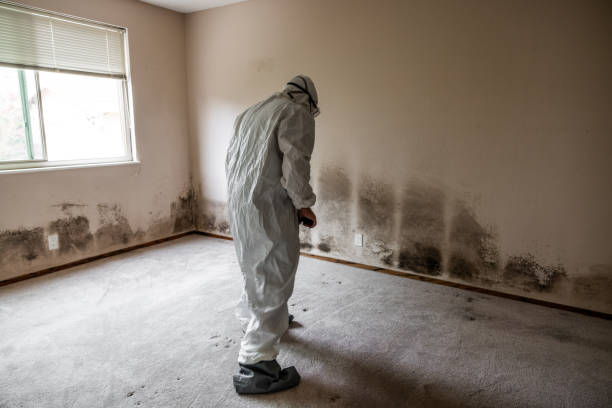 Best Certified Mold Removal  in Barnesville, GA