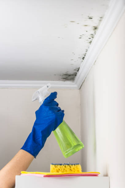 Best Local Mold Removal Service  in Barnesville, GA